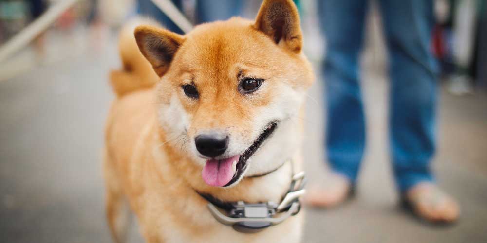 Dogecoin is gebaseerd op de shiba inu hond